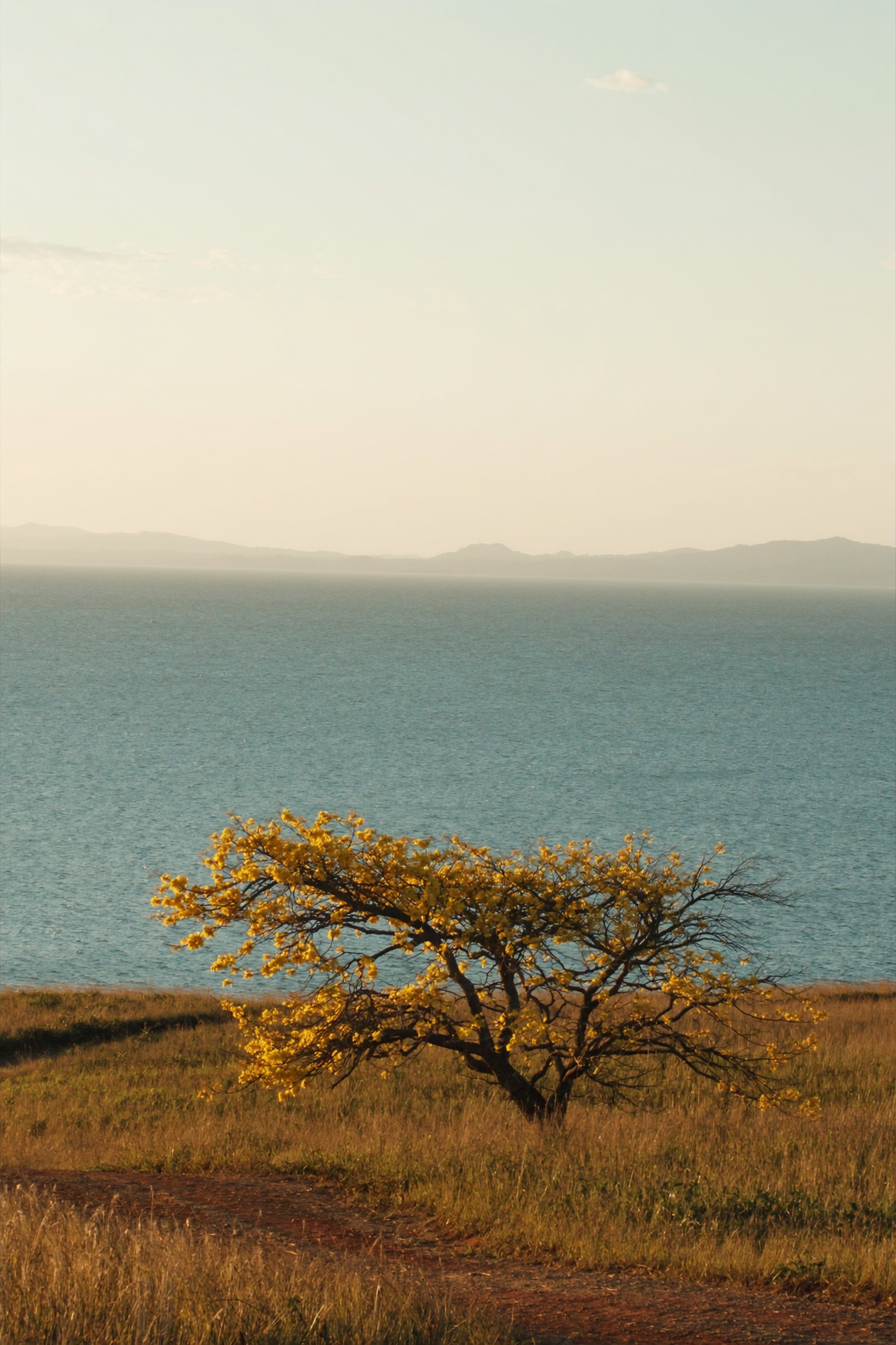 golden-01-tree-sea.png