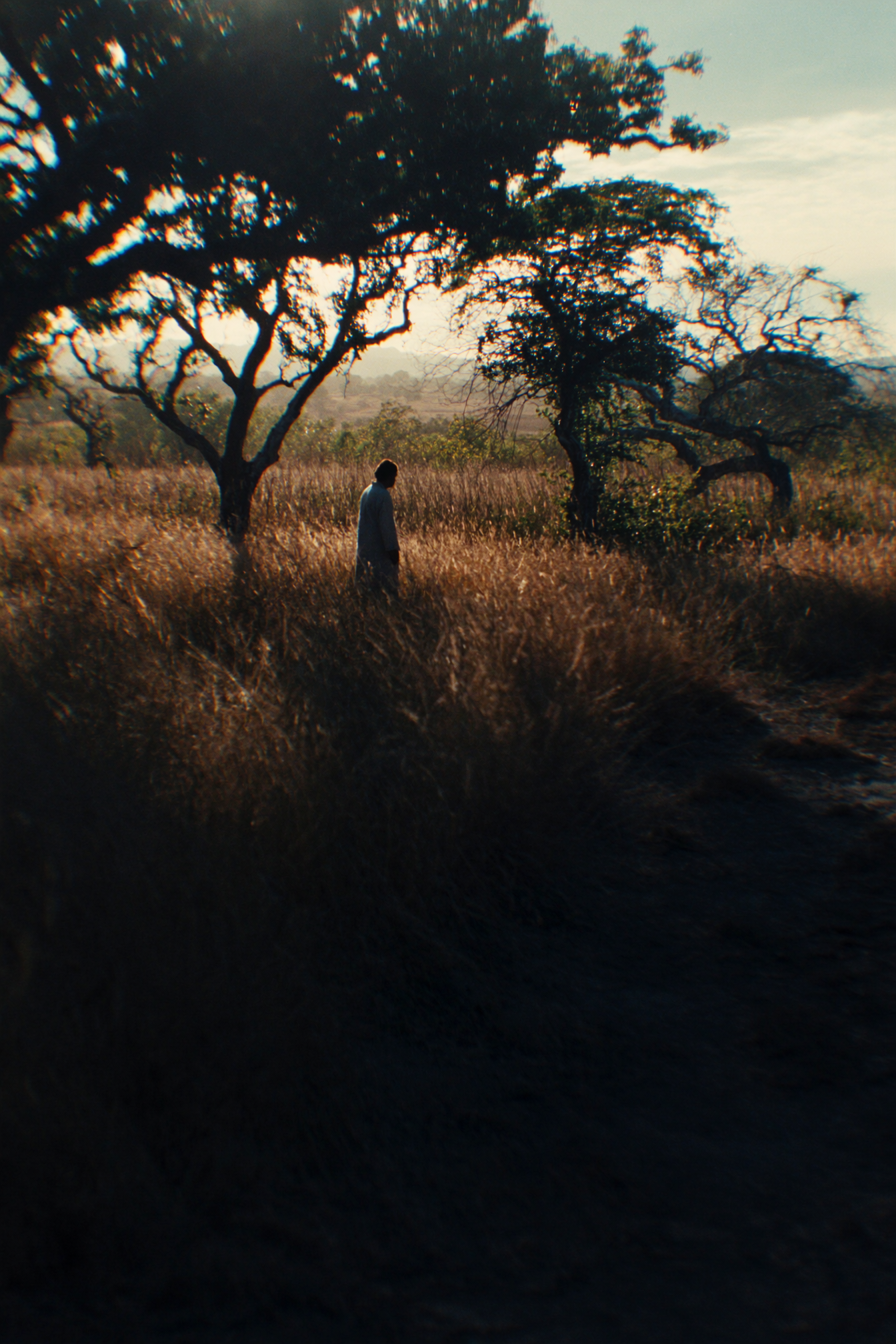 golden-04-backlit-field.png