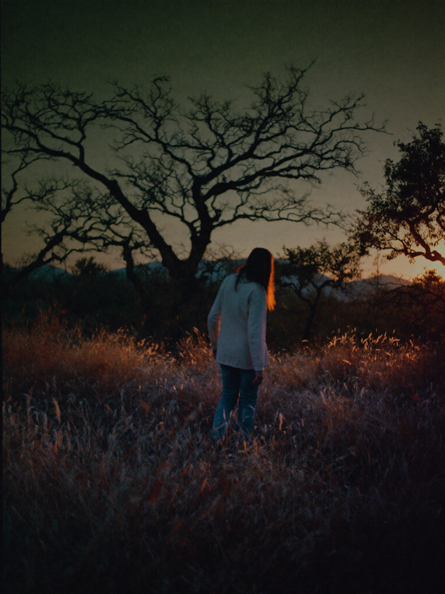 photo-dusk-tree.png